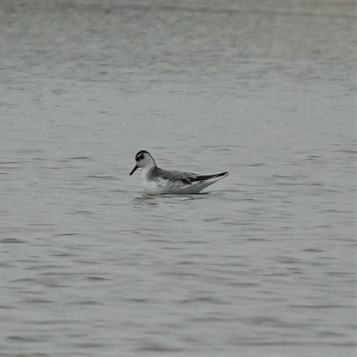 Grey Phalarope