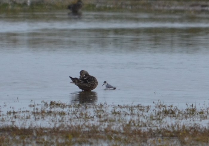 Grey Phalarope
