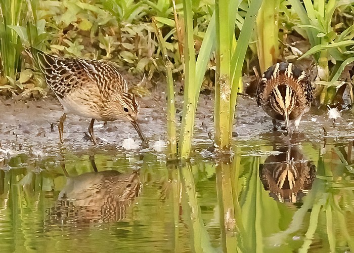 Jack Snipe