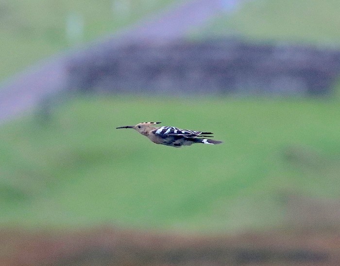 Hoopoe