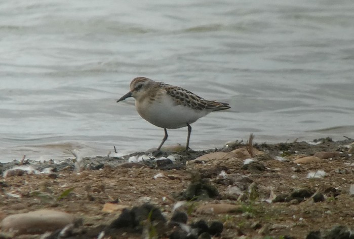 Little Stint