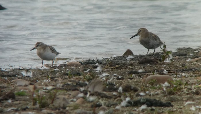 Little Stint
