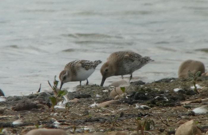 Little Stint