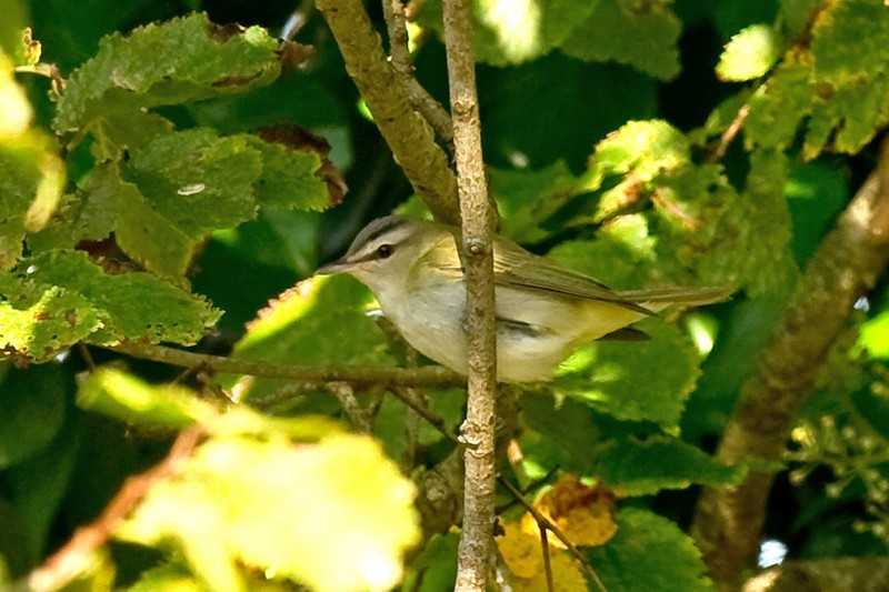 Red-eyed Vireo