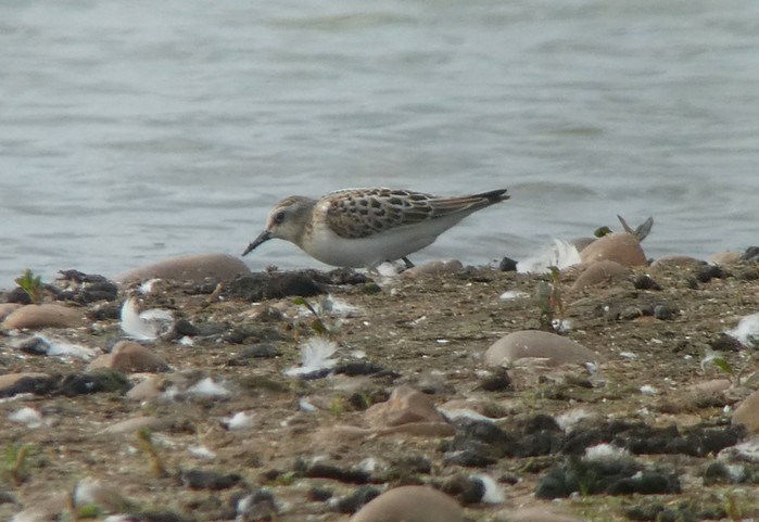Little Stint
