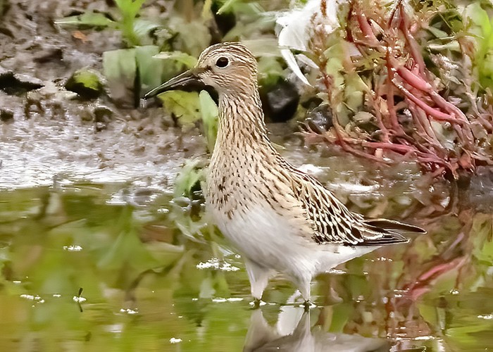 Pectoral Sandpiper