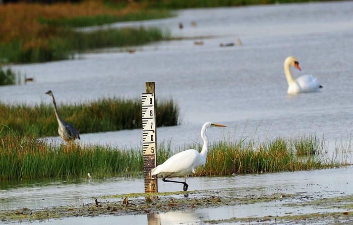 Great White Egret
