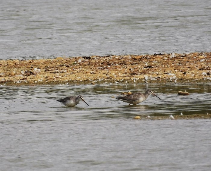 Spotted Redshank