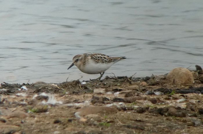 Little Stint
