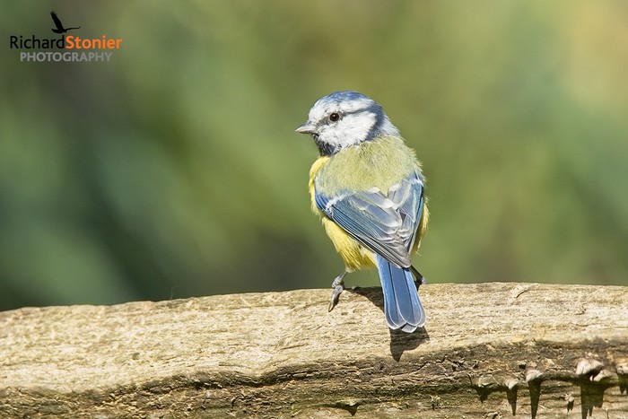 Blue Tit
