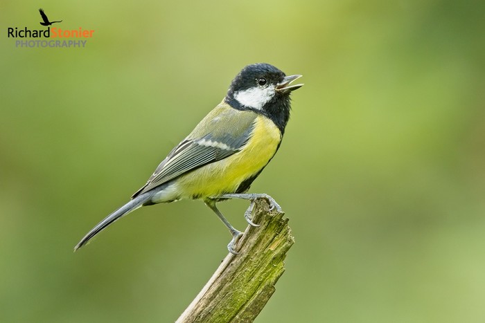 Great Tit