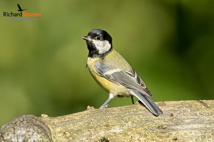 Great Tit