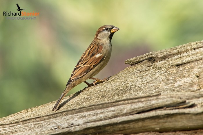 House Sparrow