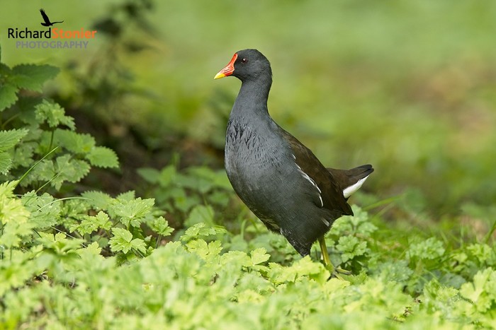 Moorhen