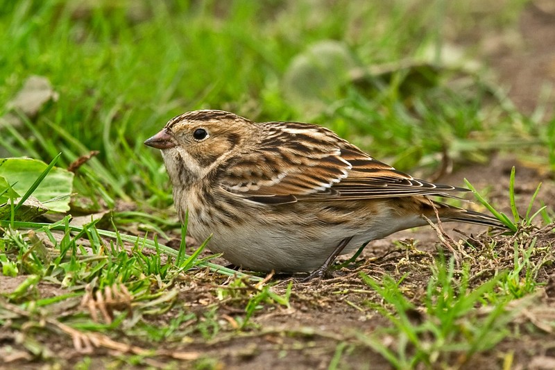 Lapland Bunting