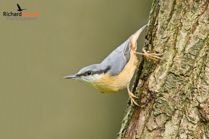 Nuthatch
