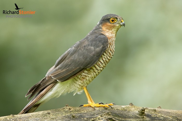 Sparrowhawk