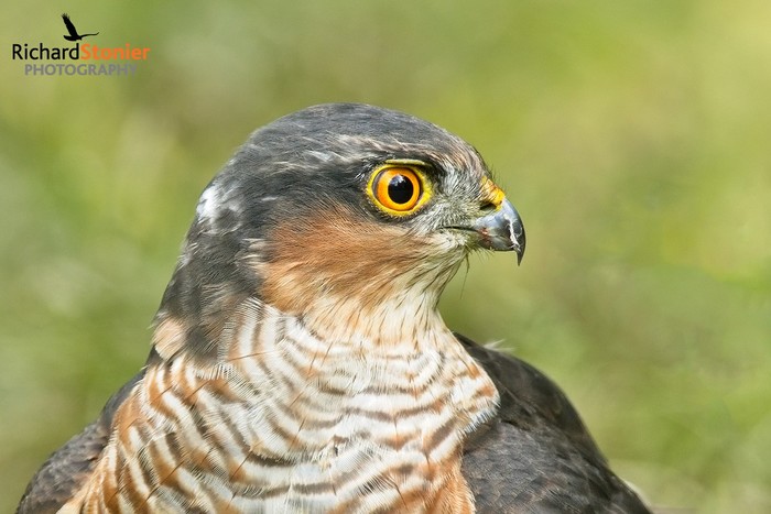 Sparrowhawk