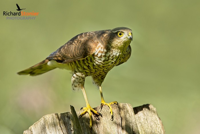 Sparrowhawk