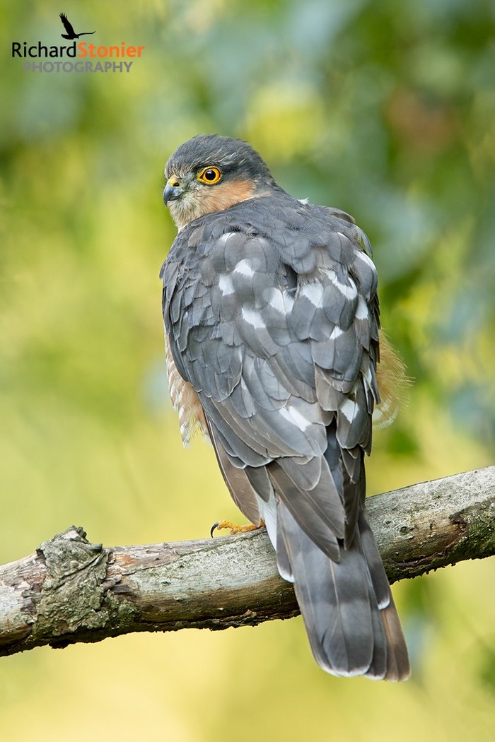 Sparrowhawk