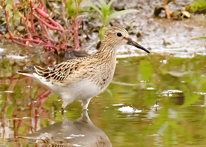 Pectoral Sandpiper