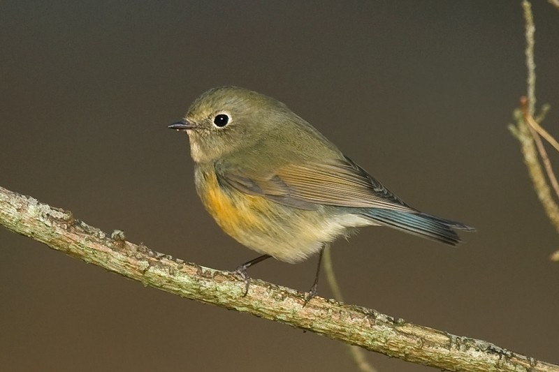 Red-flanked Bluetail