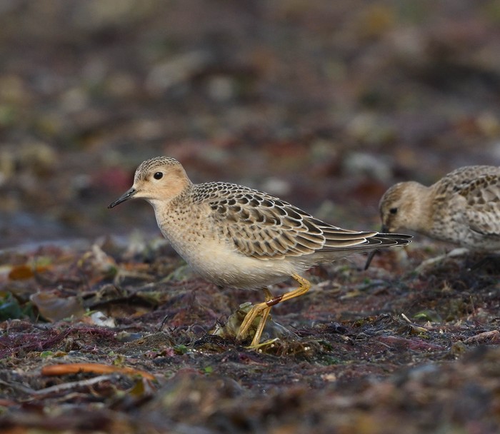 Buff-breasted Sandpiper
