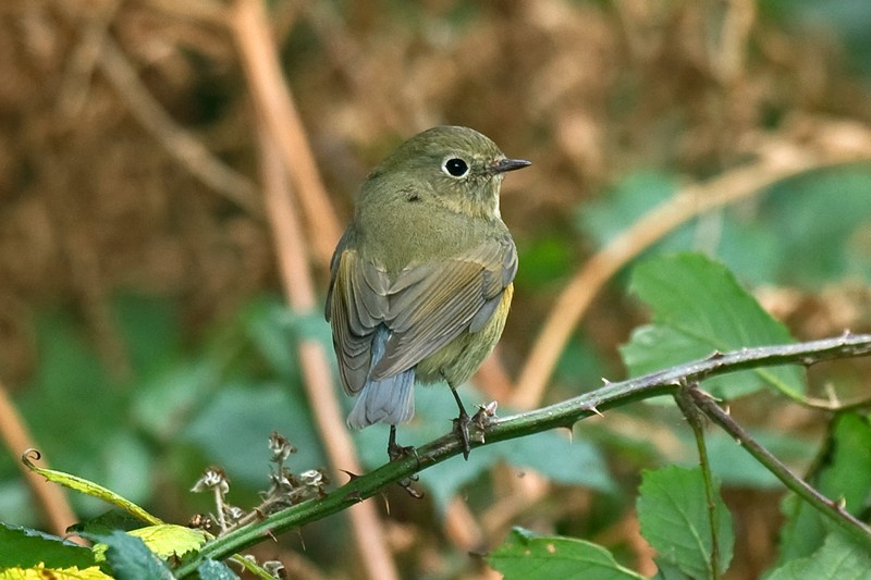 Red-flanked Bluetail