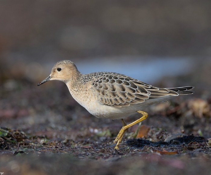 Buff-breasted Sandpiper