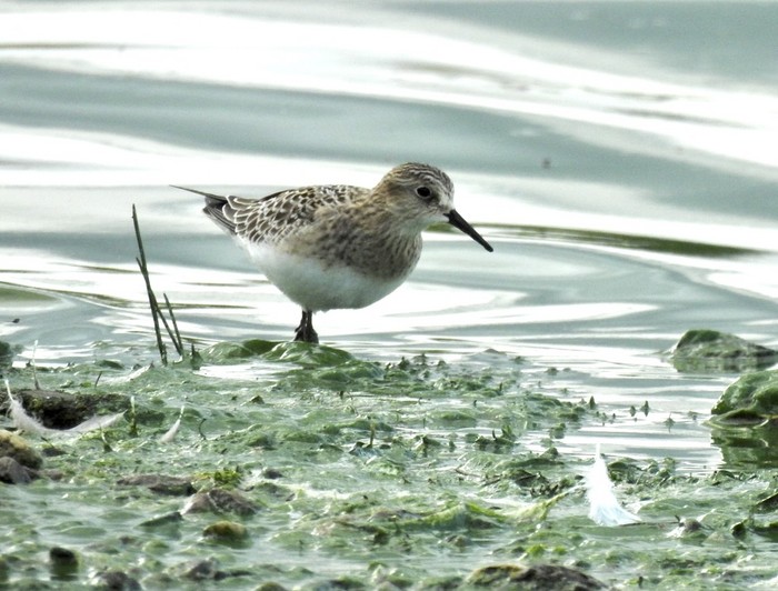 Baird's Sandpiper