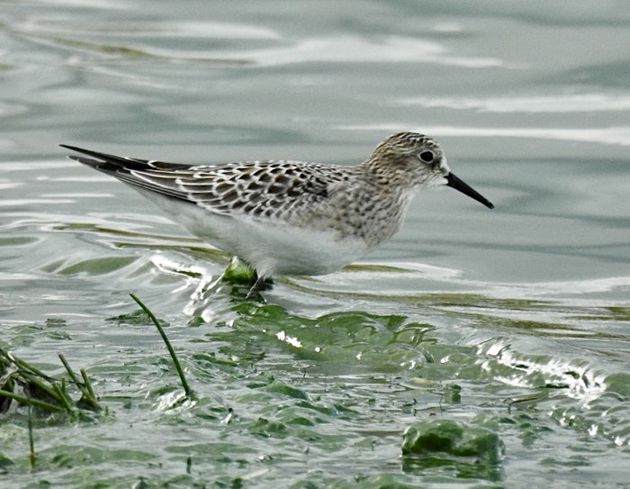 Baird's Sandpiper