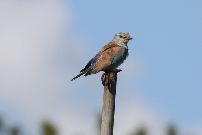 Roller