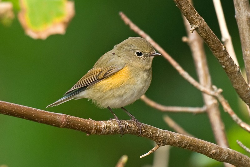 Red-flanked Bluetail
