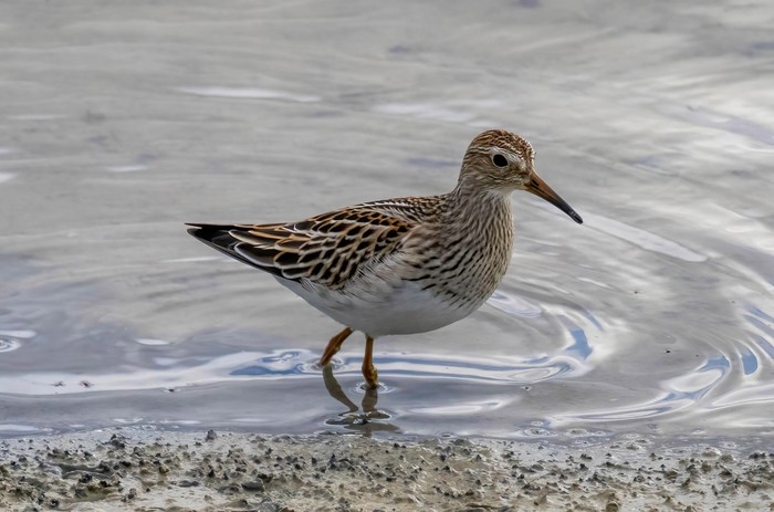 Pectoral Sandpiper