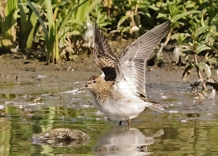 Pectoral Sandpiper