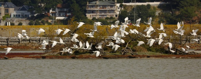 Spoonbill