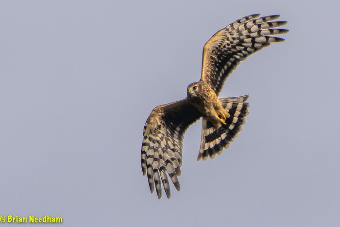 Hen Harrier
