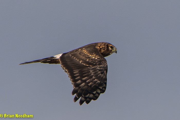 Hen Harrier
