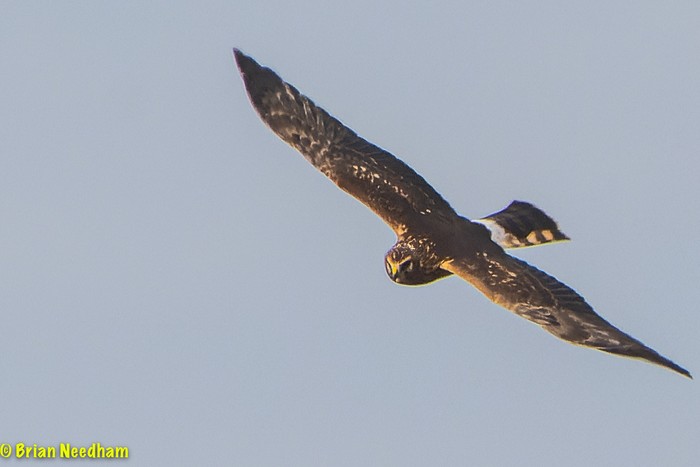 Hen Harrier