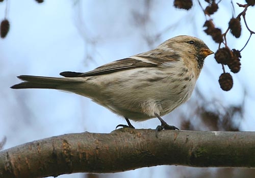 Coues's Arctic Redpoll