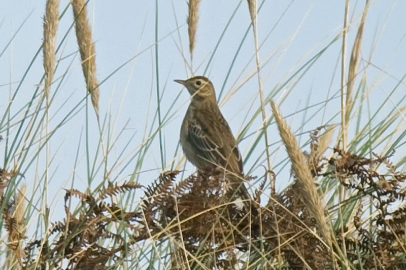 Richard's Pipit