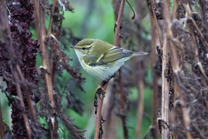 Yellow-browed Warbler