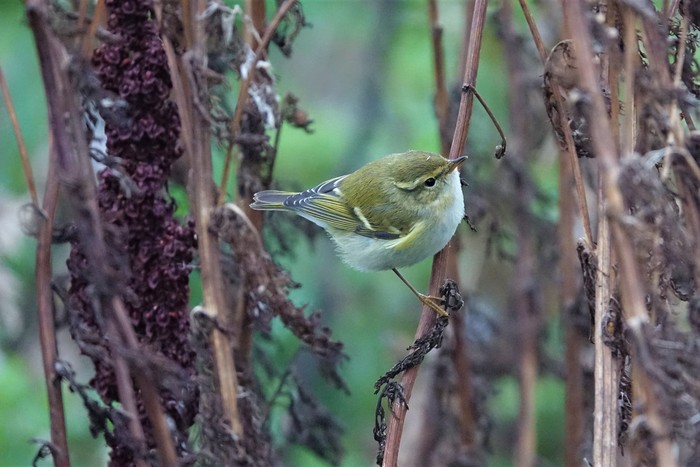 Yellow-browed Warbler