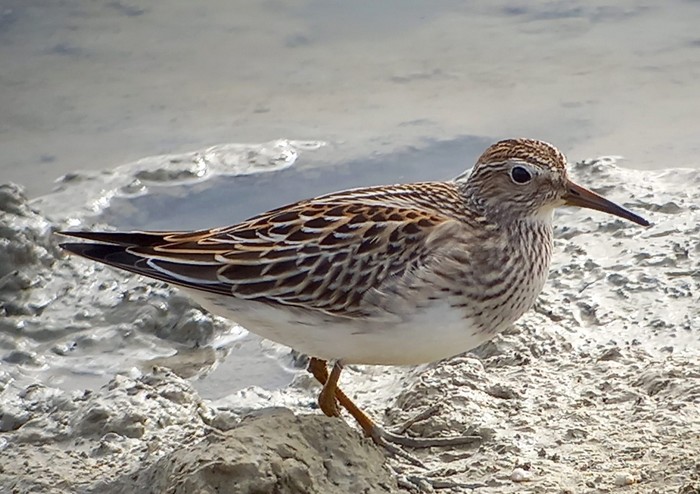 Pectoral Sandpiper