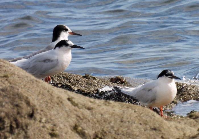 Roseate Tern