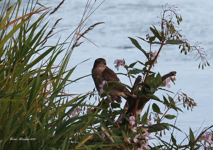 Sparrowhawk 