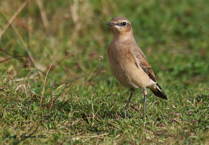 Wheatear 