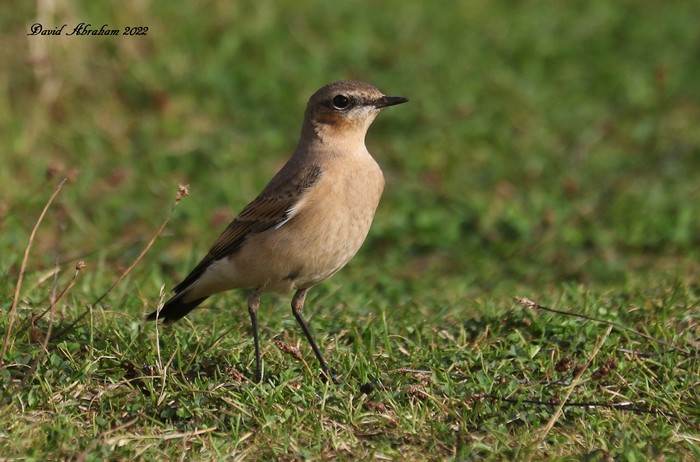 Wheatear 