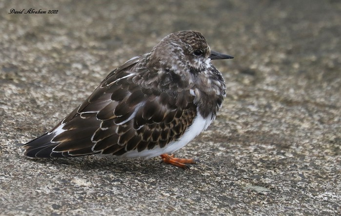 Turnstone 