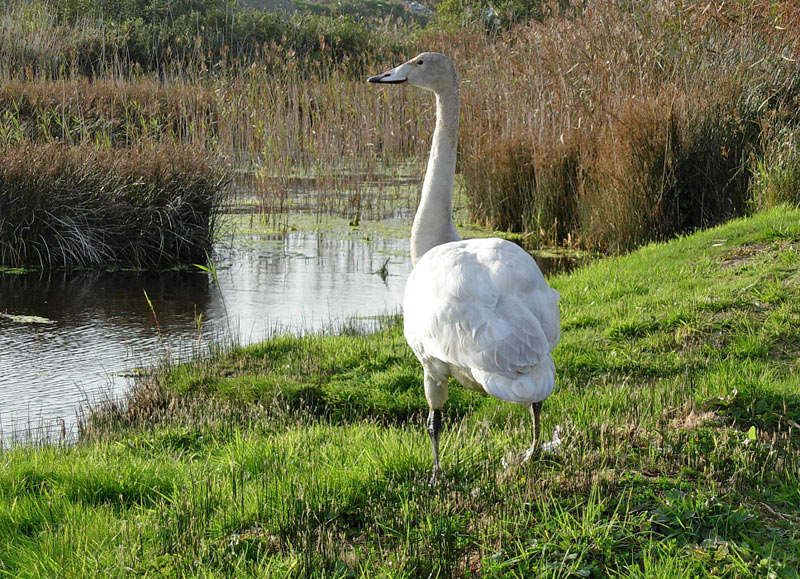 Whooper Swan